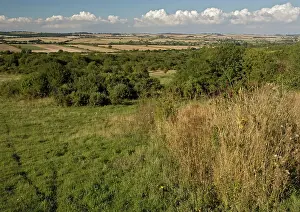 Downland: Grassland - chalk downland