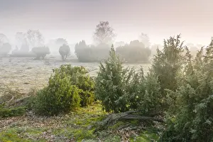 Juniper: Grassland with Common Juniper (Juniperus commun