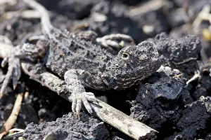 Agamidae: Grassland Earless Dragon