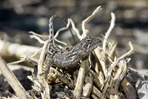 Agamidae: Grassland Earless Dragon