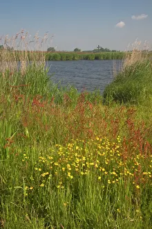 Alongside: Grassland with flowering buttercups and sorrel alongside a d