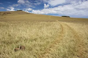 Cirrus: Grassland on Poike Peninsula at the northeast tip