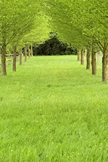 Avenues: Grassy avenue between trees on a country estate