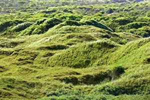 Overgrown: Grassy dunes, Norderney, East Frisian Islands, Lower