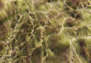 Trails: Grassy marshland with animal trails aerial view