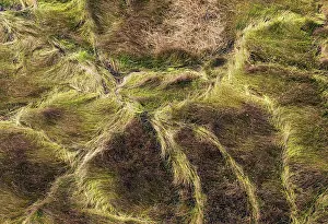 Trails: Grassy marshland with animal trails aerial view