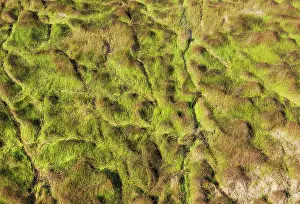 Trails: Grassy marshland with animal trails aerial view