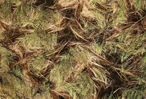 Endorheic: Grassy marshland with a small Nile Crocodile (Crocodylus