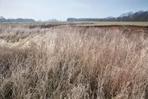 Drentse: Grassy vegetation on the bank of the stream
