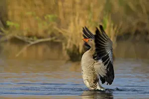 Austrias: Graugans, Greylag Goose, Anser anser