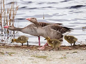 010519: Graugans mit Jungen am Schifrand