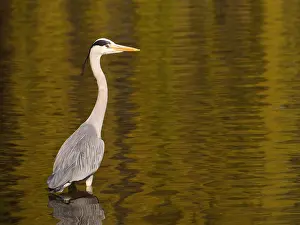 010519: Graureiher steht im Wasser eines Sees