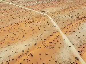 Dune: Gravel road in the Kalahari Desert with its linear sand dunes grown with camelthorn trees (Vachellia erioloba)