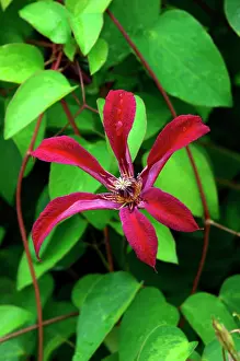 Climbers: Gravetye Beauty - This clematis flowers from