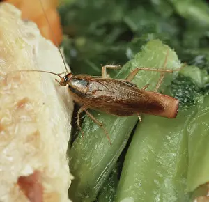 Gravid: Gravid female German cockroach