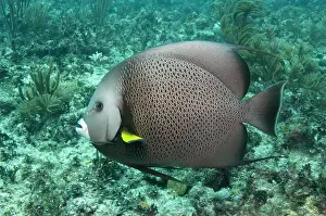 Pete: Gray Angelfish (Pomacanthus arcuatus), Sian