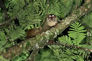 Aotus: Gray-bellied Night Monkey / Lemurine Owl Monkey
