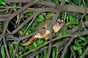 Aotus: Gray-bellied Night Monkey / Lemurine Owl Monkey