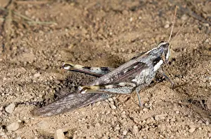 Channel: Gray Bird Grasshopper