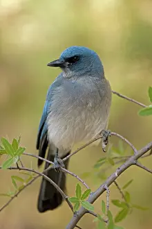 Aphelocoma: Gray-breasted / Mexican Jay