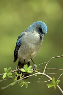 Aphelocoma: Gray-breasted / Mexican Jay