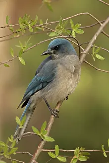 Aphelocoma: Gray-breasted / Mexican Jay