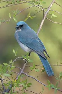 Aphelocoma: Gray-breasted / Mexican Jay
