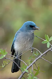 Aphelocoma: Gray-breasted / Mexican Jay - singing