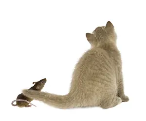 Unusuals: Gray cat and mouse near its tail