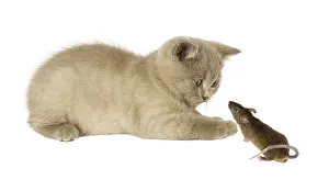 Unusuals: Gray cat and mouse is watching