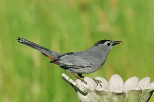 Grub: Gray Catbird