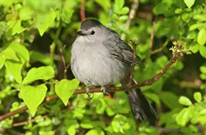 Catbirds: Gray Catbird