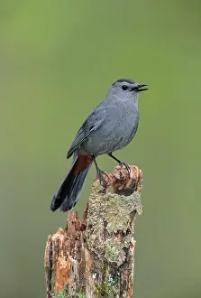 Dumetella: Gray Catbird