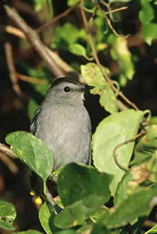 Catbirds: Gray Catbird