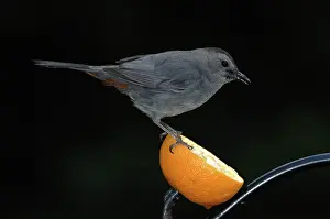 Dumetella: Gray Catbird