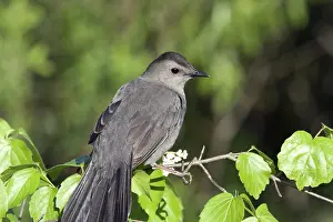Dumetella: Gray Catbird