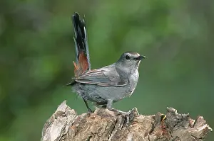 Dumetella: Gray Catbird