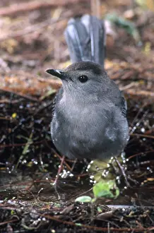 Carolinensis: Gray Catbird