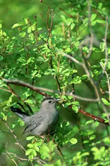 Carolinensis: Gray Catbird