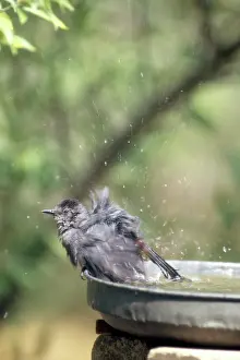 Dumetella: Gray Catbird in birdbath