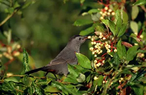 Catbirds: Gray CATBIRD - with dogwood berries