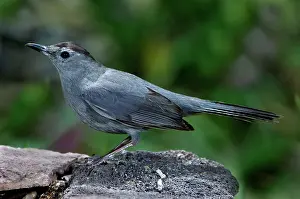 Dumetella: Gray Catbird (Dumetella carolinensis)