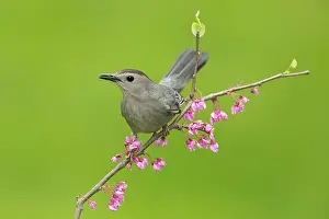 Carolinensis: Gray Catbird, Dumetella carolinensis. Perchedin flowering tr