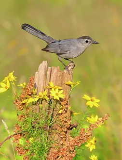 Carolinensis: Gray Catbird, Dumetella carolinensis. Landing on or flying t