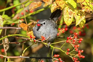Catbirds: Gray Catbird - eating multiflora rose berries in fall