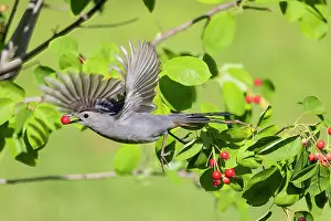 Leaving: Gray catbird leaving serviceberry bush with berry