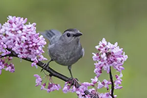 Carolinensis: Gray Catbird perched on flowering shrub