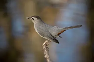 Catbirds: Gray Catbird - relative of mockingbirds