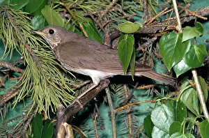 Minimus: Gray-checked Thrush