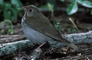 Minimus: Gray-cheeked Thrush